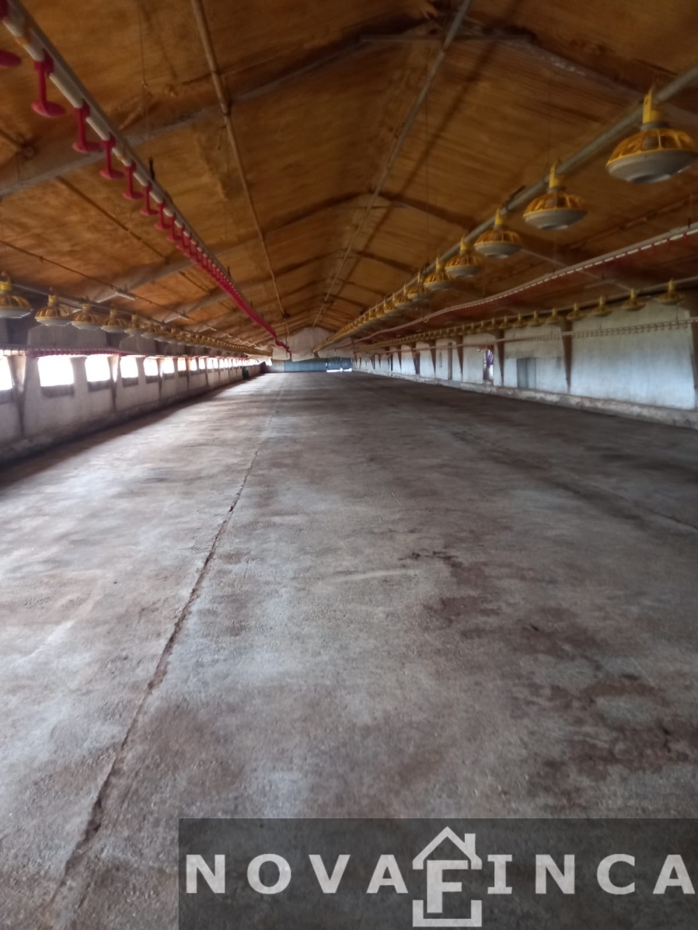 NAVE PARA CRÍA DE POLLOS